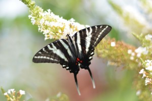 Zebra Swallowtail